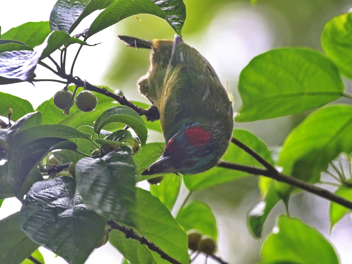 Blue-throated Barbet - ML608510276