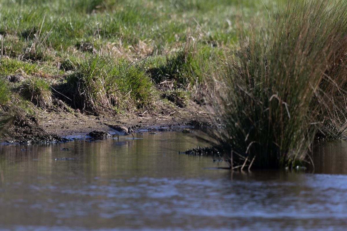 Bécasseau à poitrine cendrée - ML608510378