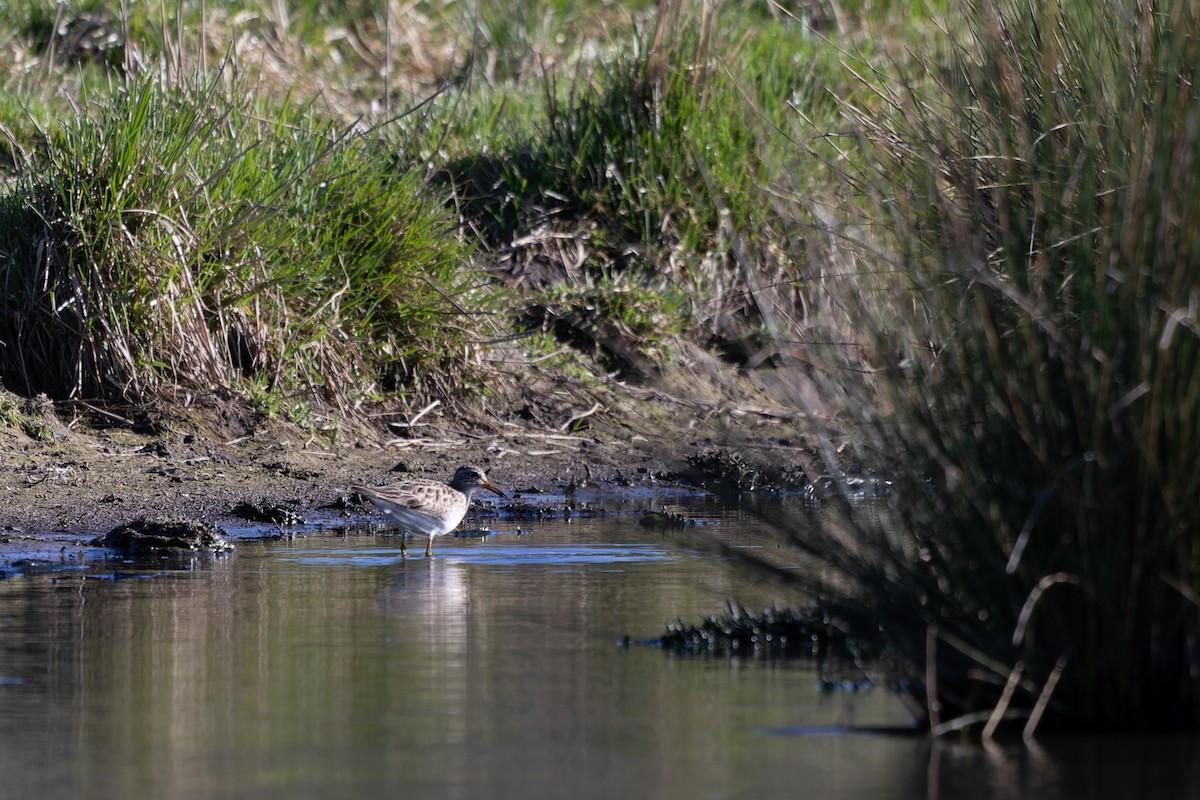 Bécasseau à poitrine cendrée - ML608510379