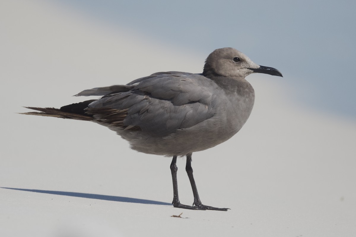 Gray Gull - ML608510406