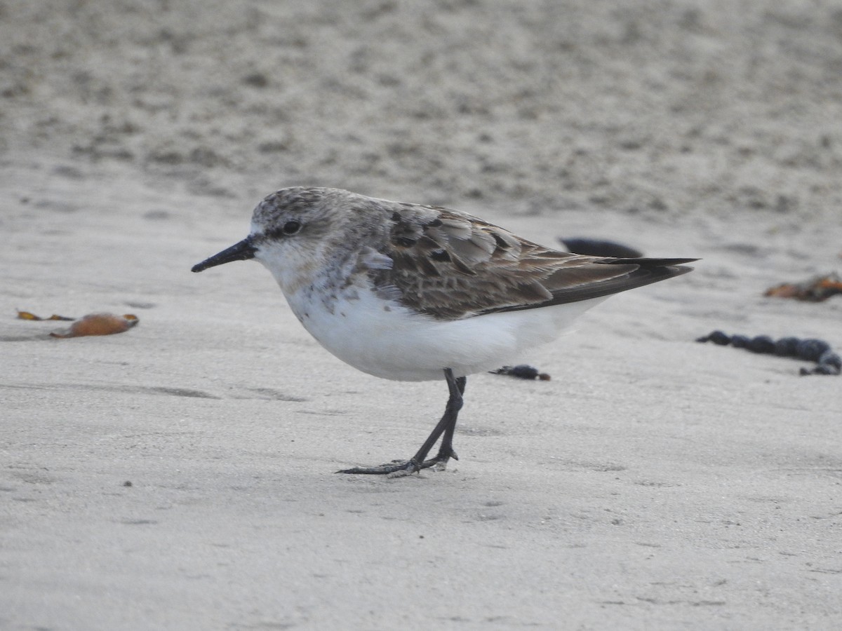 Red-necked Stint - ML608510426