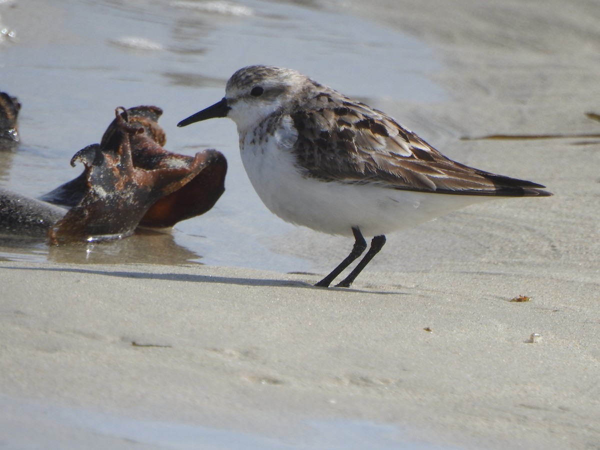 Rotkehl-Strandläufer - ML608510427