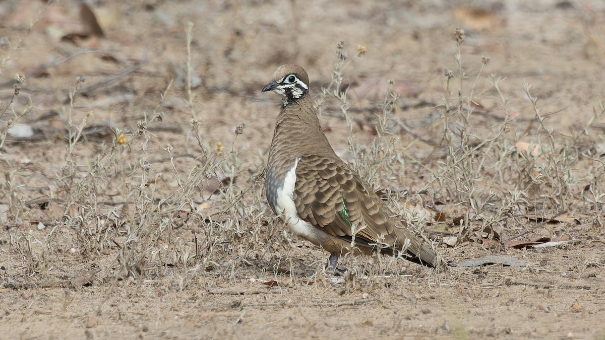 Squatter Pigeon - David Newell