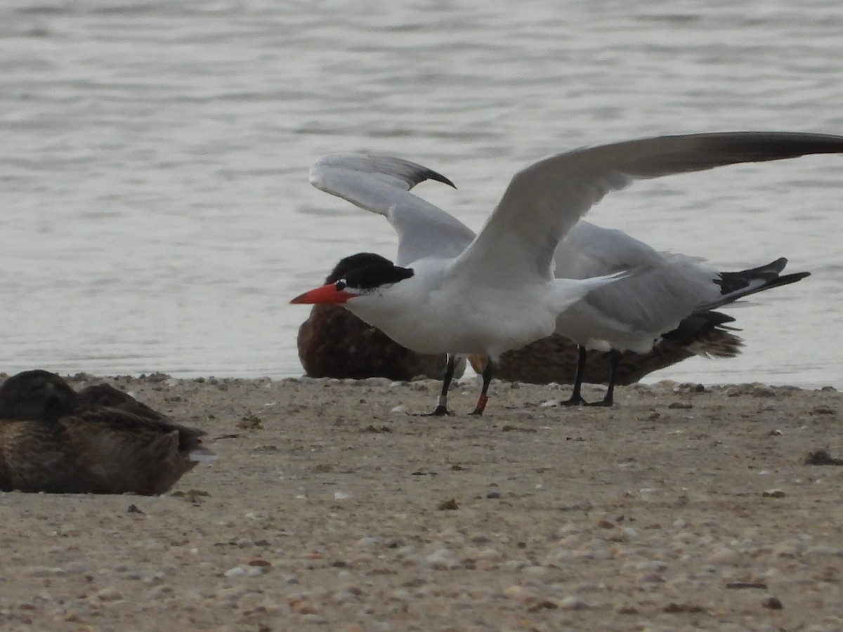 Caspian Tern - biel miquel