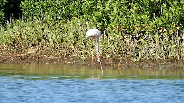 Flamant des Caraïbes - ML608510796