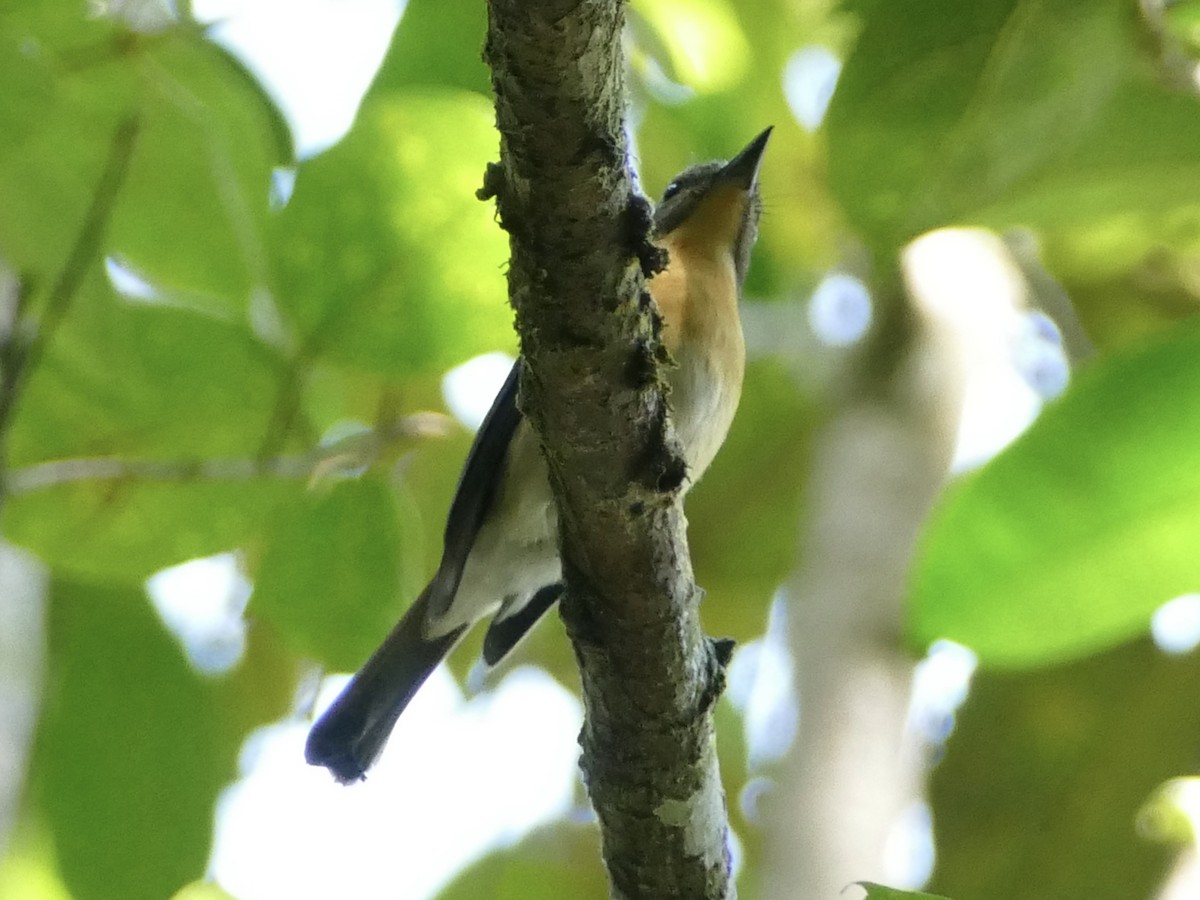 Meratus Blue Flycatcher - ML608510840