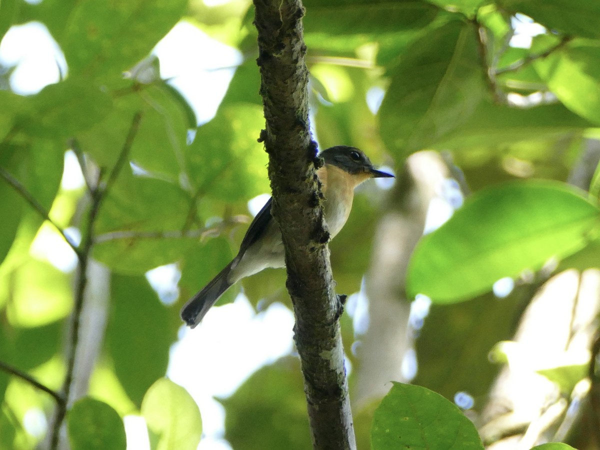 Meratus Blue Flycatcher - Peter Kaestner