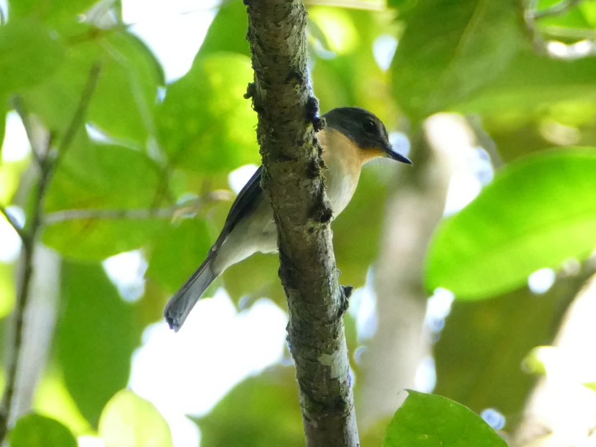 Meratus Blue Flycatcher - ML608510842