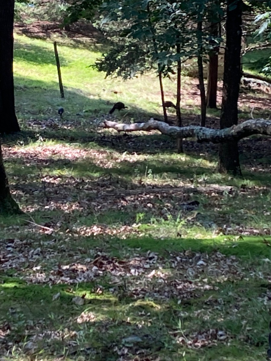 Wild Turkey - ML608510890