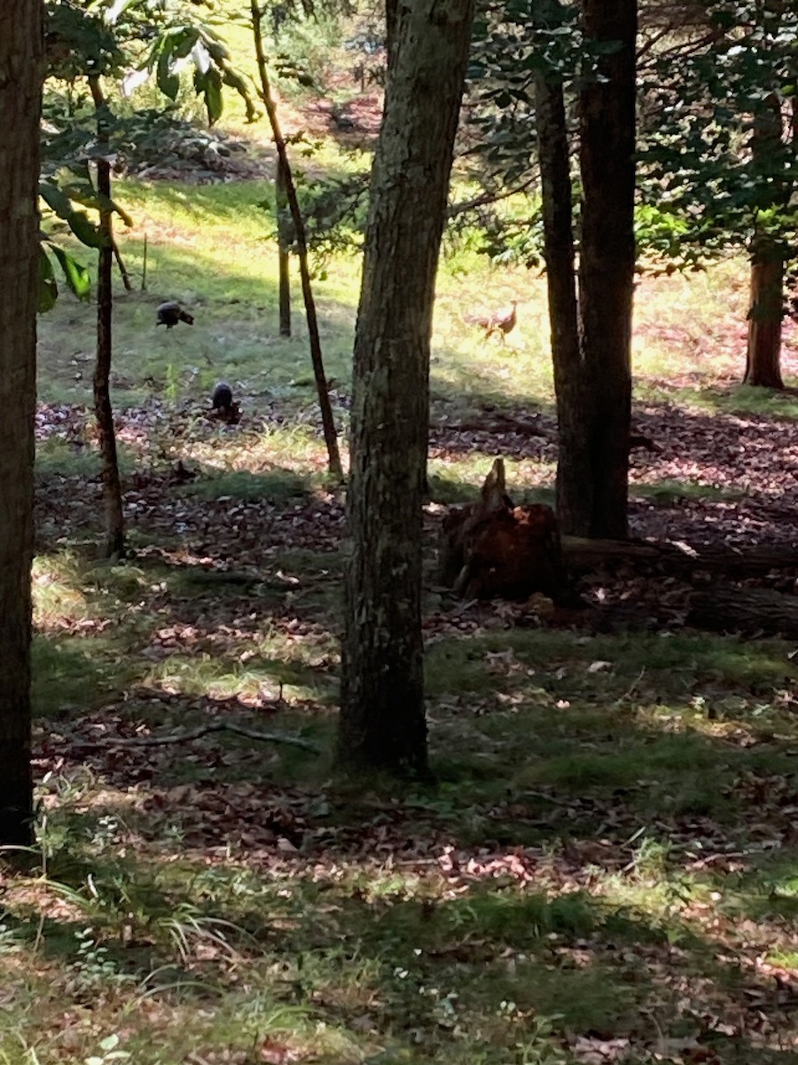 Wild Turkey - ML608510891