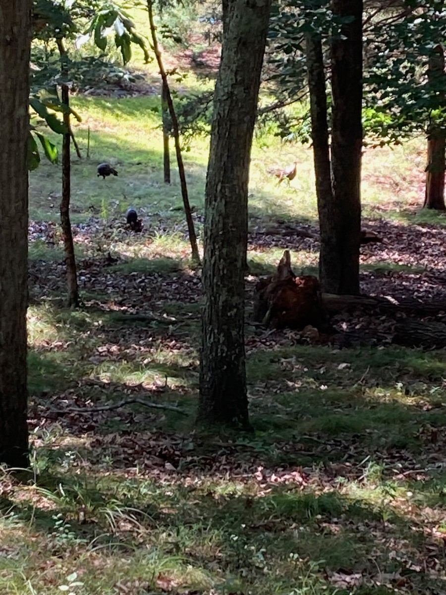 Wild Turkey - ML608510892