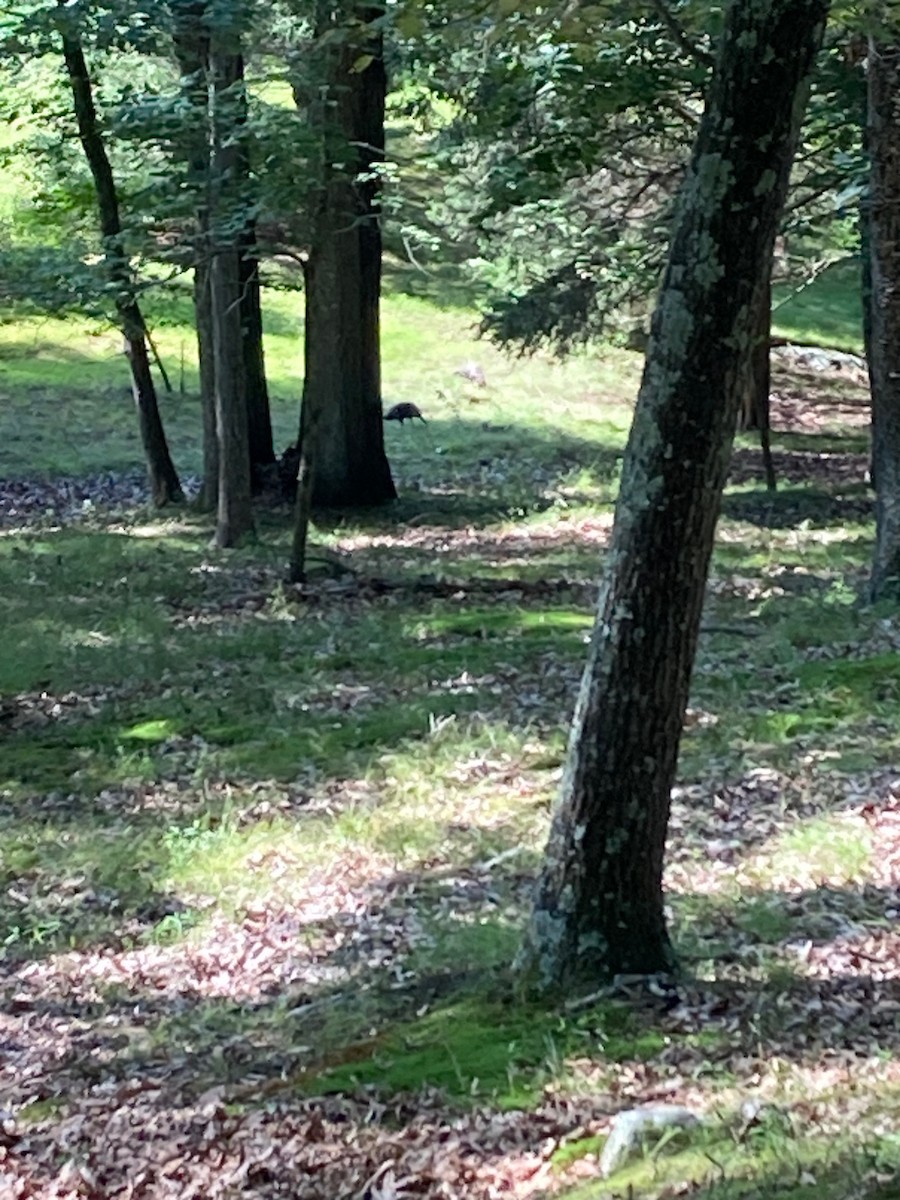 Wild Turkey - ML608510893