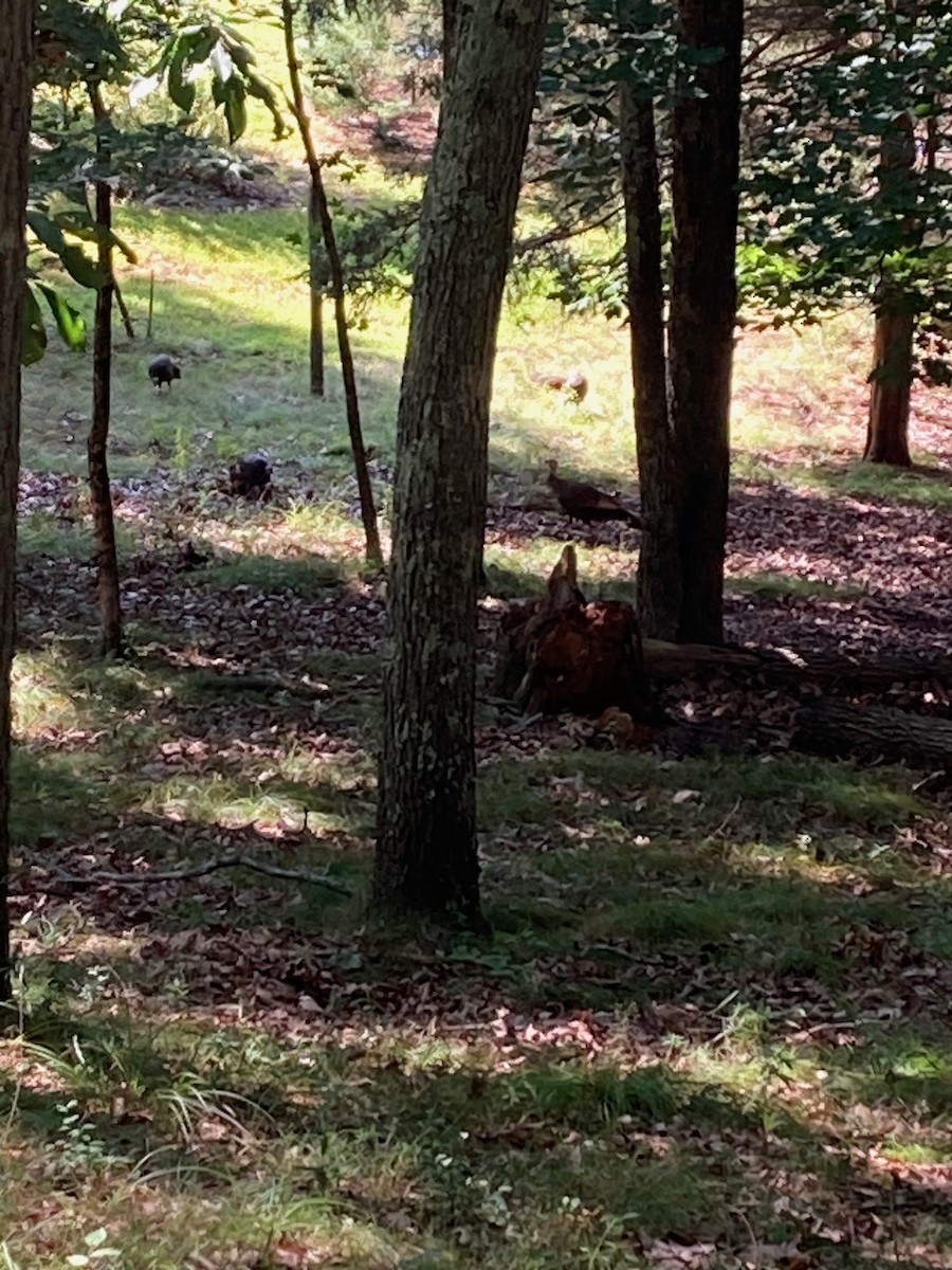 Wild Turkey - ML608510894