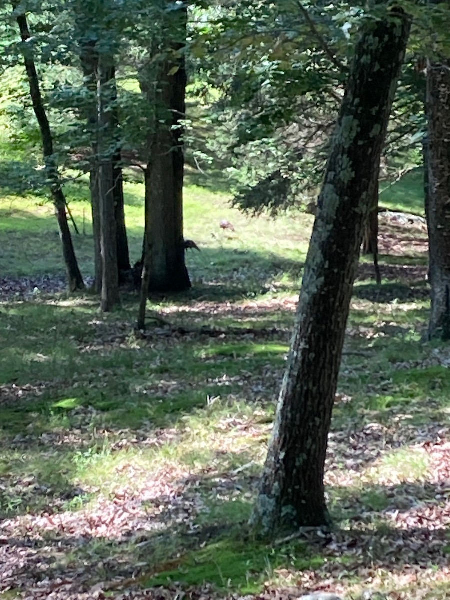 Wild Turkey - ML608510895