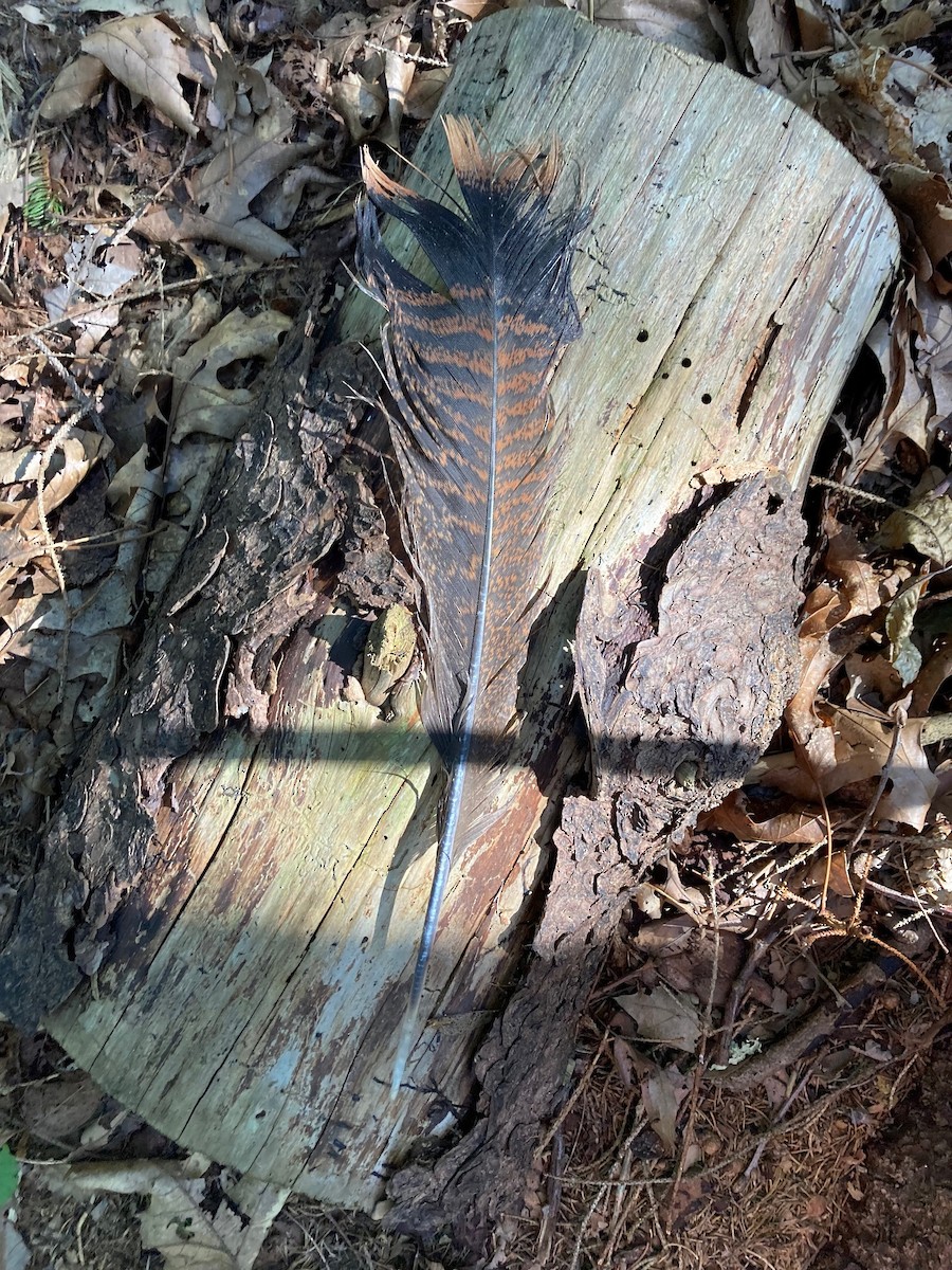 Wild Turkey - ML608510896