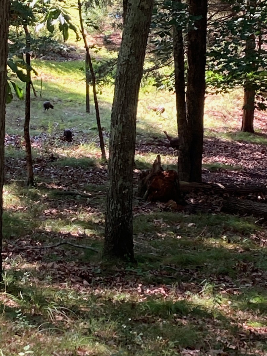 Wild Turkey - ML608510897