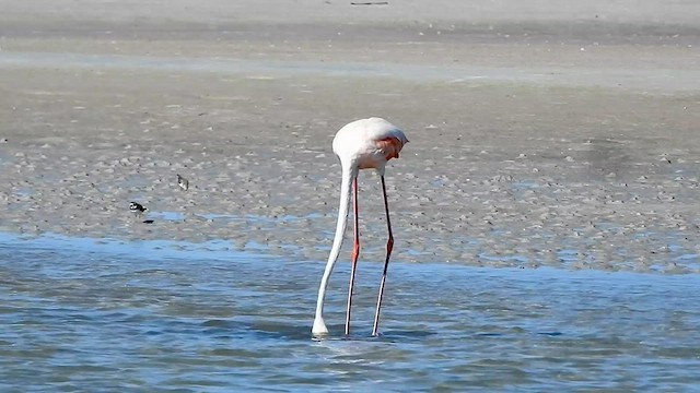 Amerika Flamingosu - ML608510913