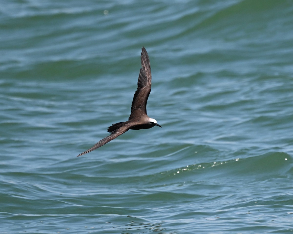 Brown Noddy - ML608510961