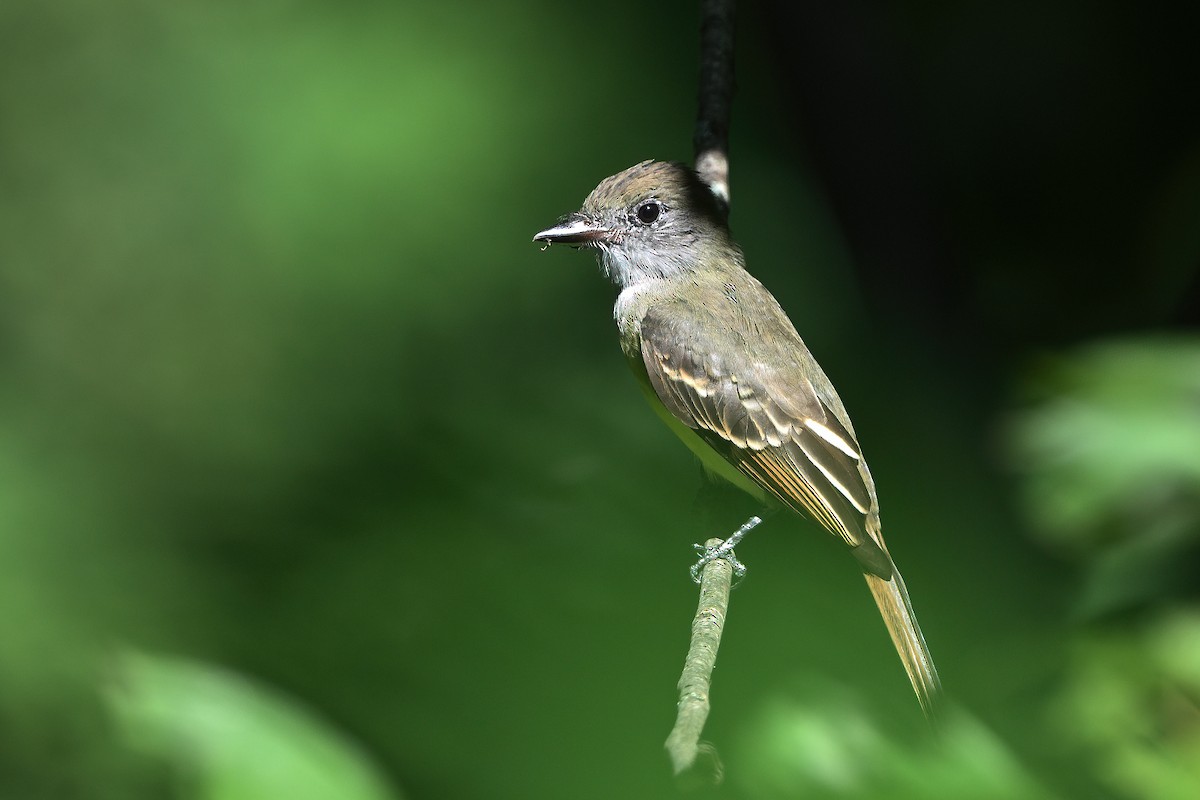 Great Crested Flycatcher - ML608510988