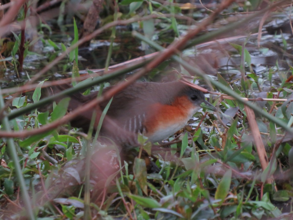 Rufous-sided Crake - ML608510991