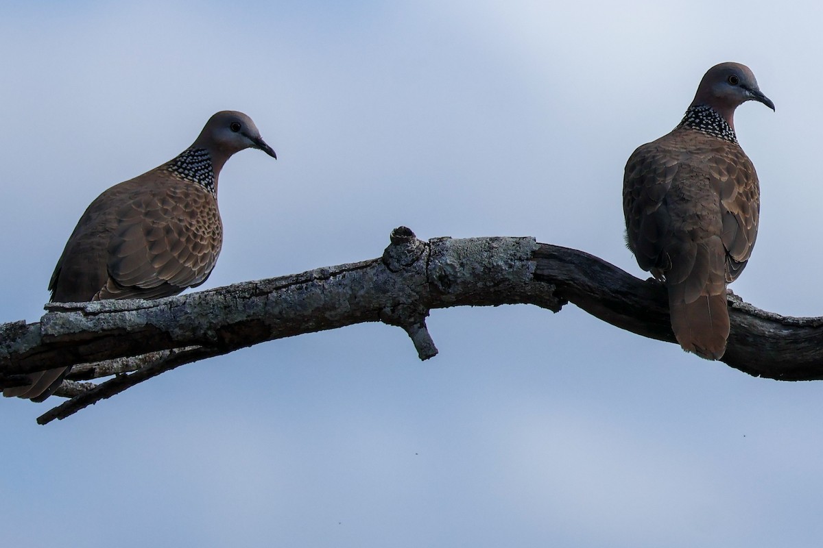 Spotted Dove - ML608510996