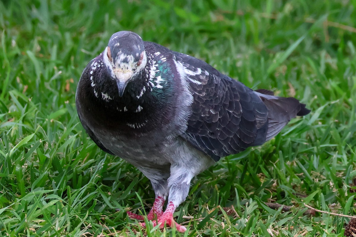 Rock Pigeon (Feral Pigeon) - ML608511030