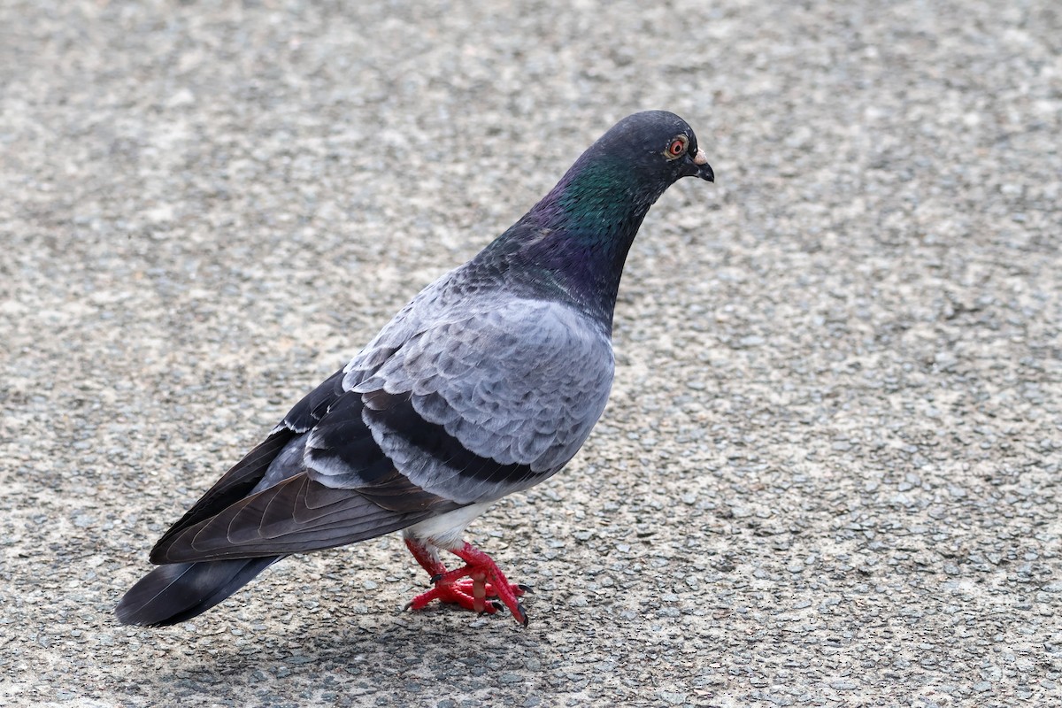 Rock Pigeon (Feral Pigeon) - ML608511031