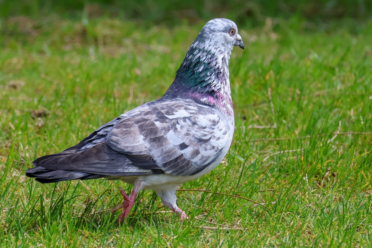 Rock Pigeon (Feral Pigeon) - ML608511032