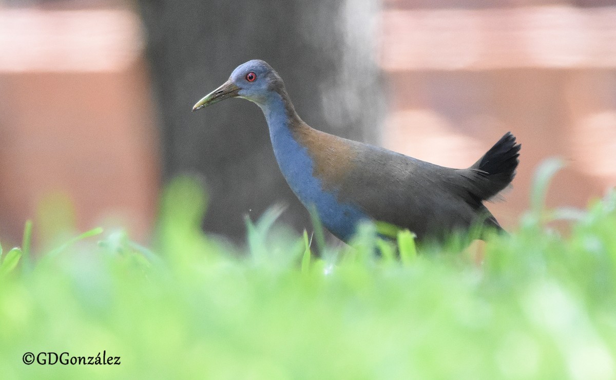 Slaty-breasted Wood-Rail - ML608511173