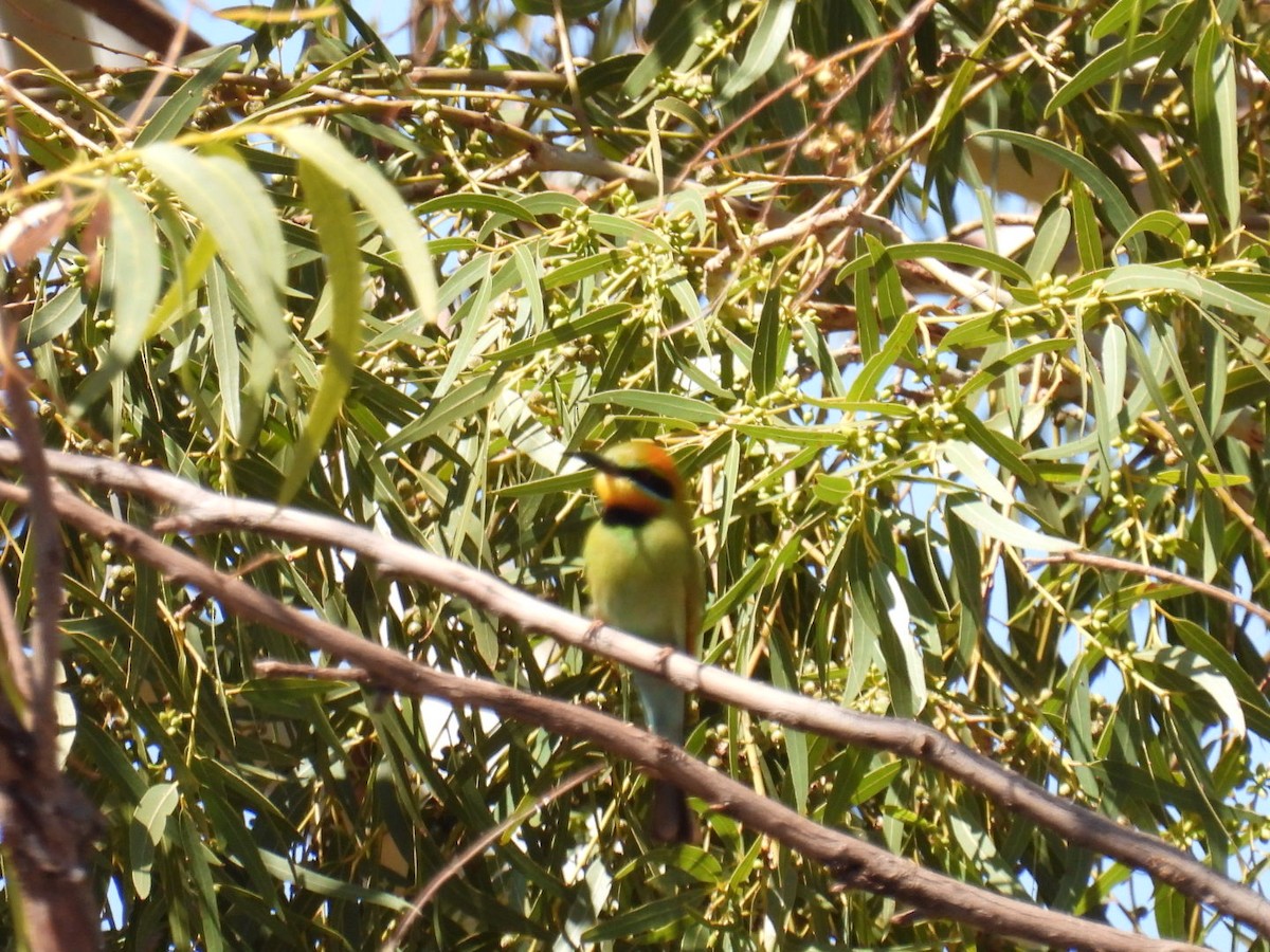 Rainbow Bee-eater - ML608511401