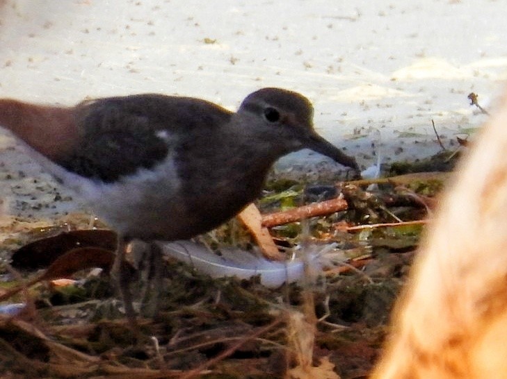 Common Sandpiper - ML608511418