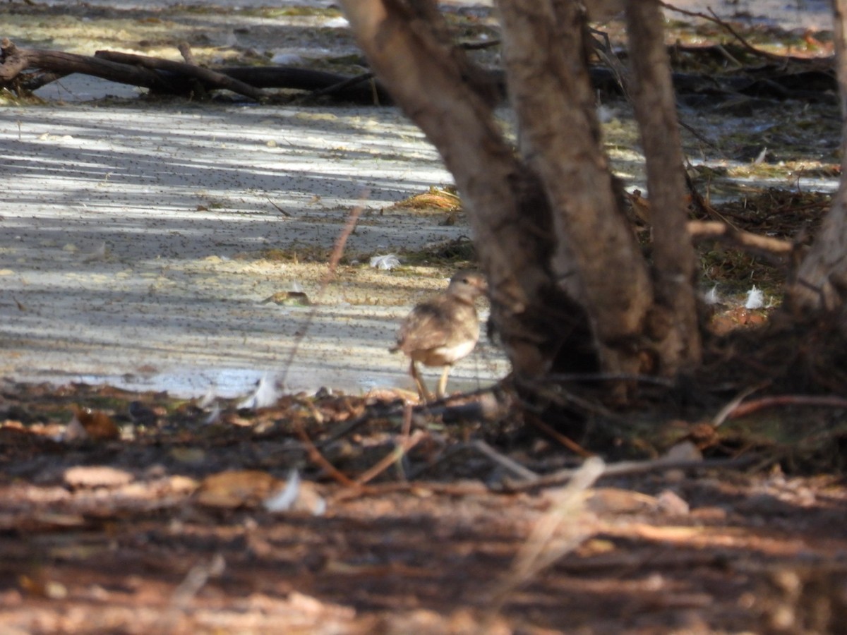 Common Sandpiper - ML608511435