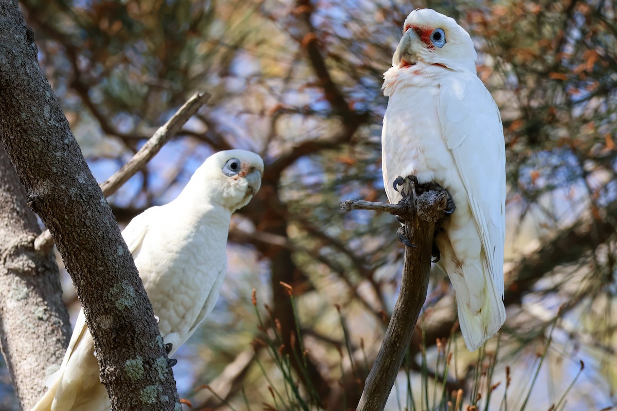 Cacatoès corella - ML608511469