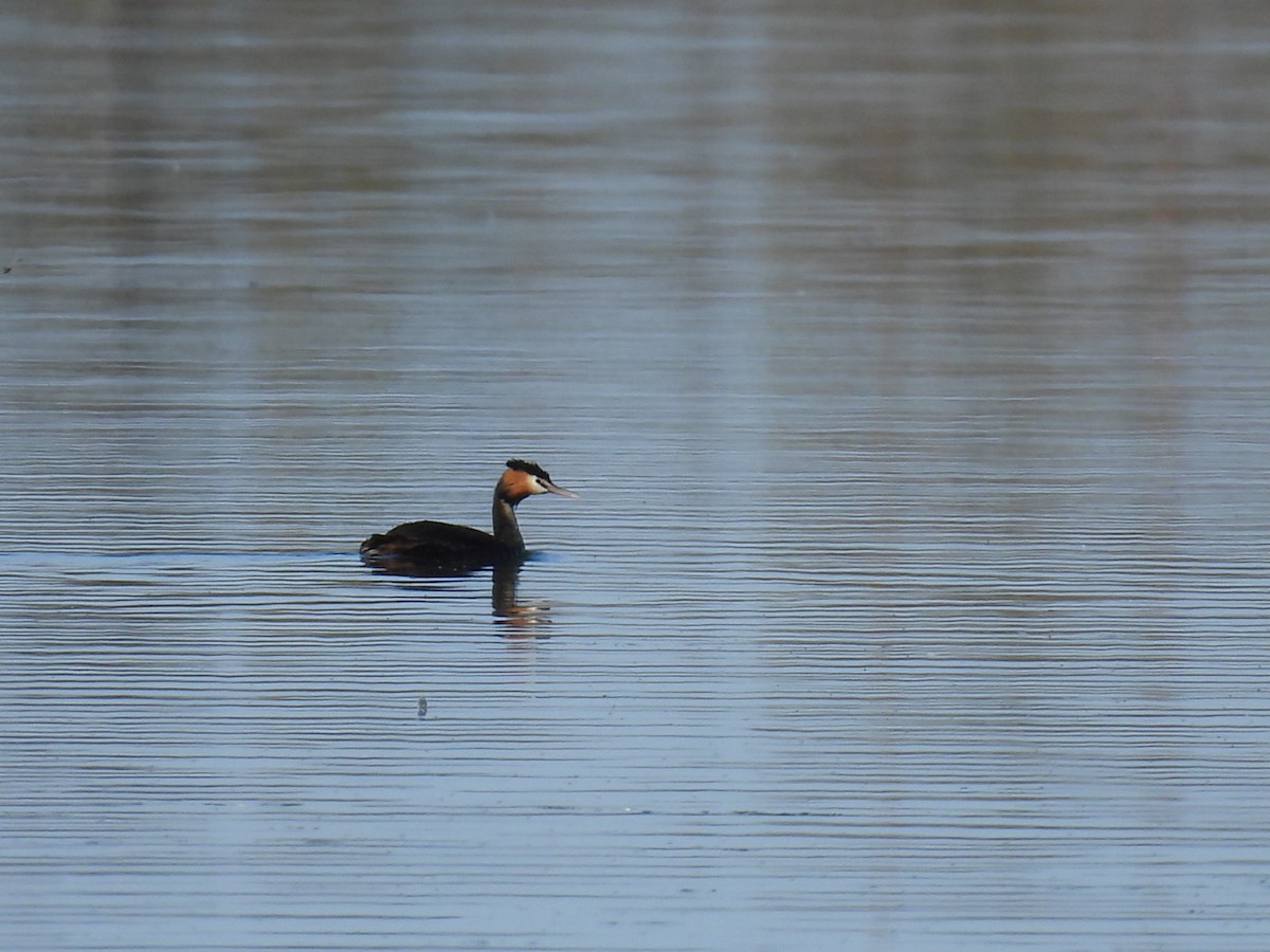 Great Crested Grebe - ML608511528