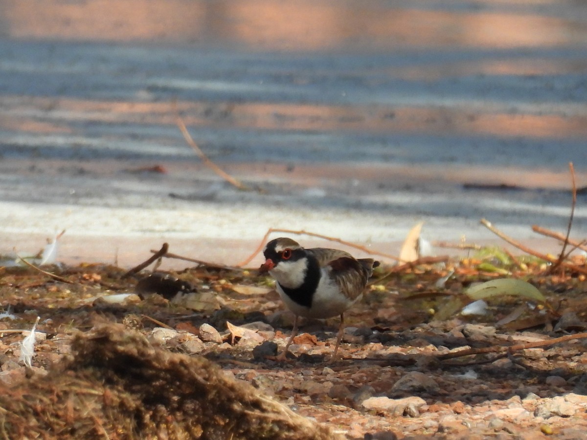 Black-fronted Dotterel - ML608511558