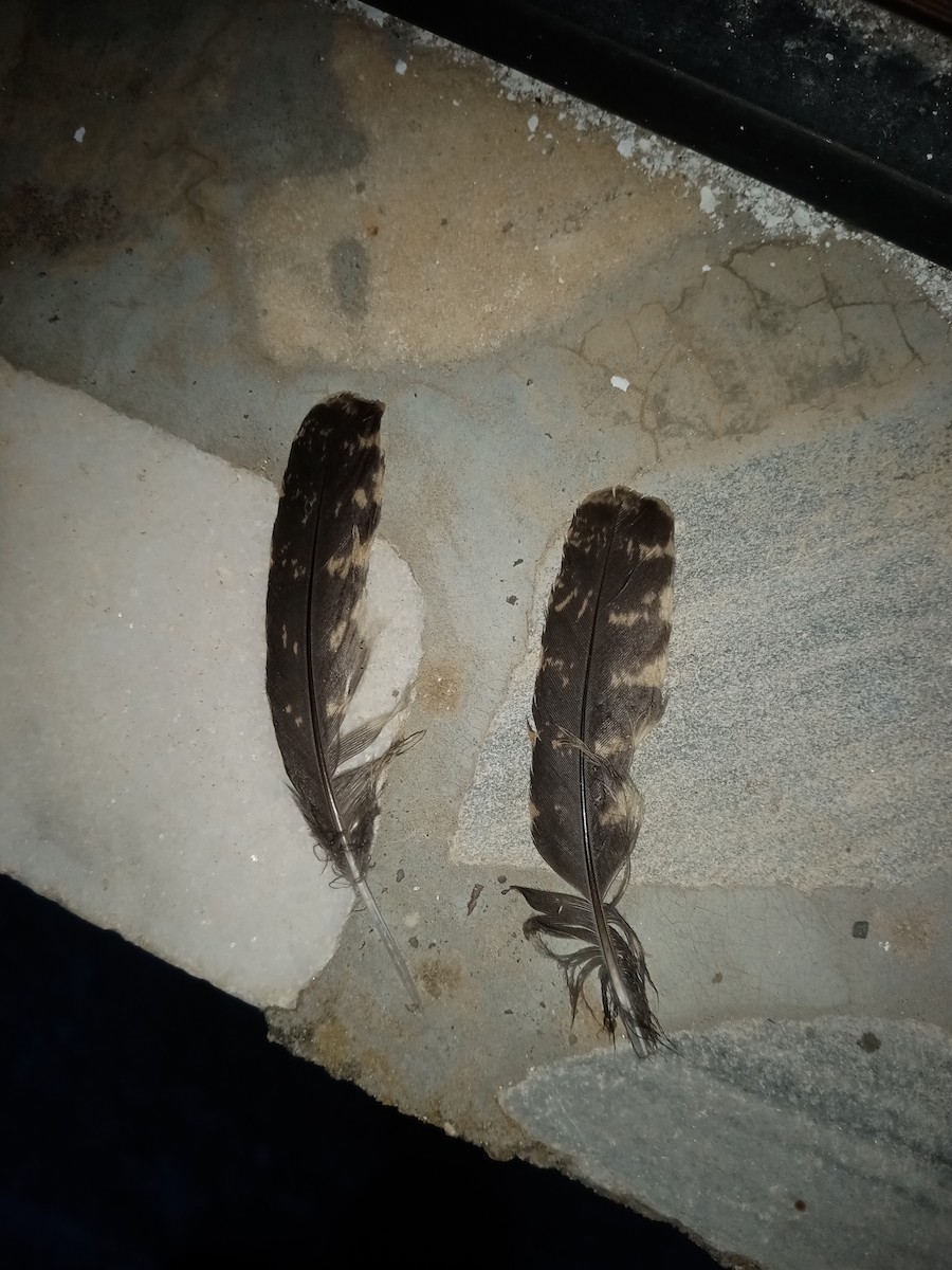 Eurasian Nightjar - ML608511565