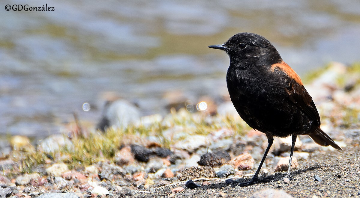 Austral Negrito - ML608511604