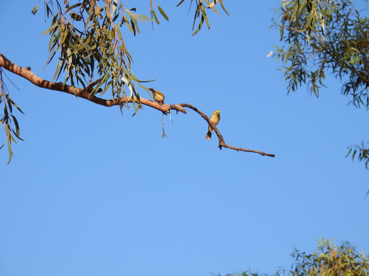 White-plumed Honeyeater - ML608511610