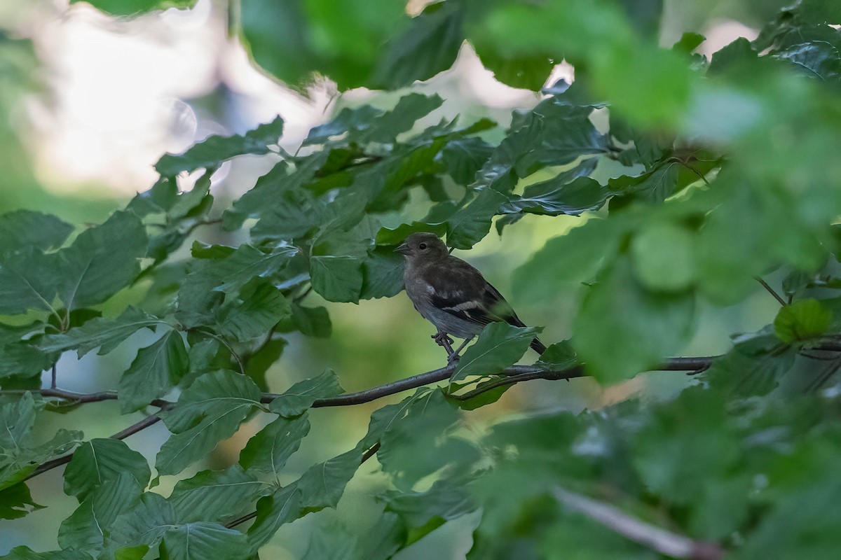 Common Chaffinch - ML608511737