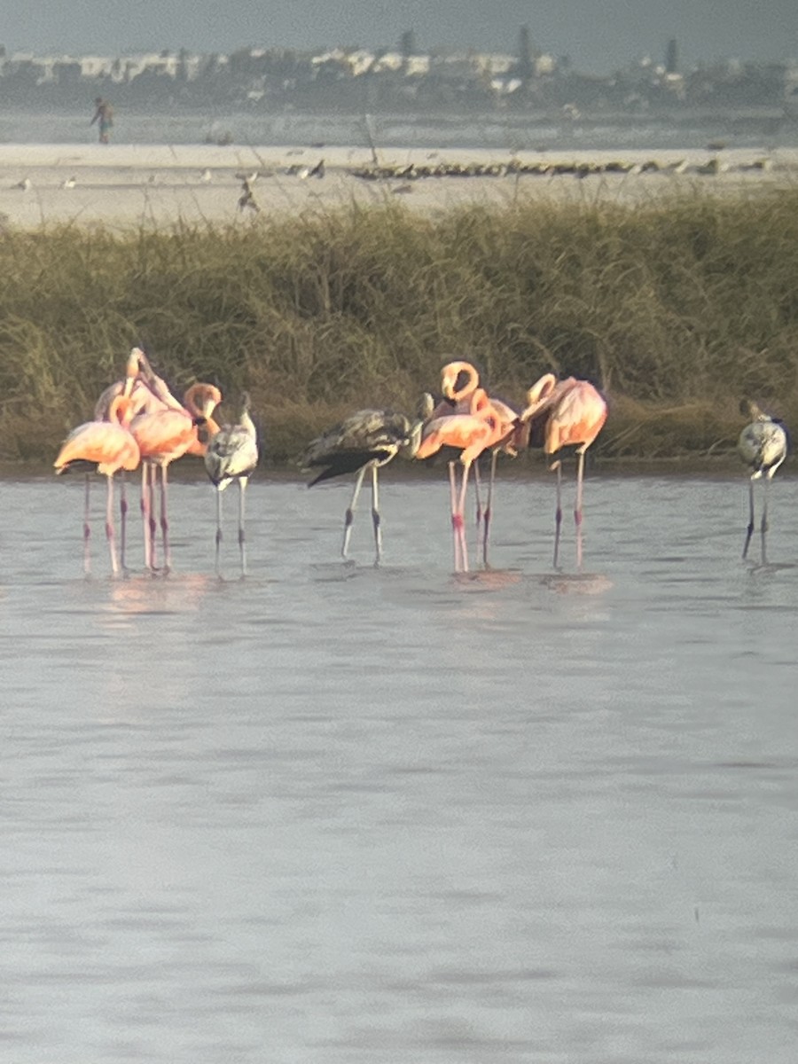 Amerika Flamingosu - ML608511757