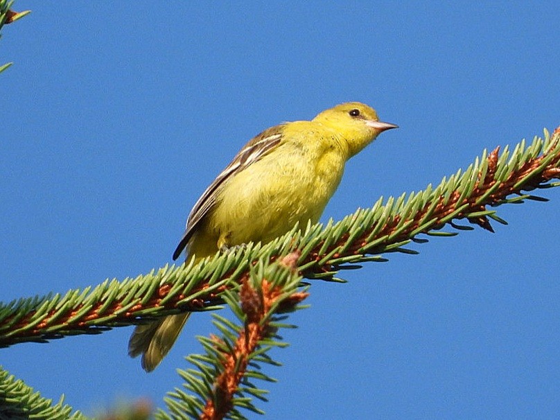 Orchard Oriole - ML608511863