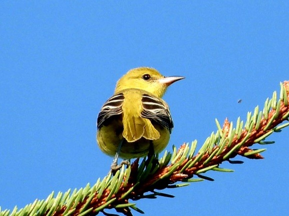 Orchard Oriole - ML608511865