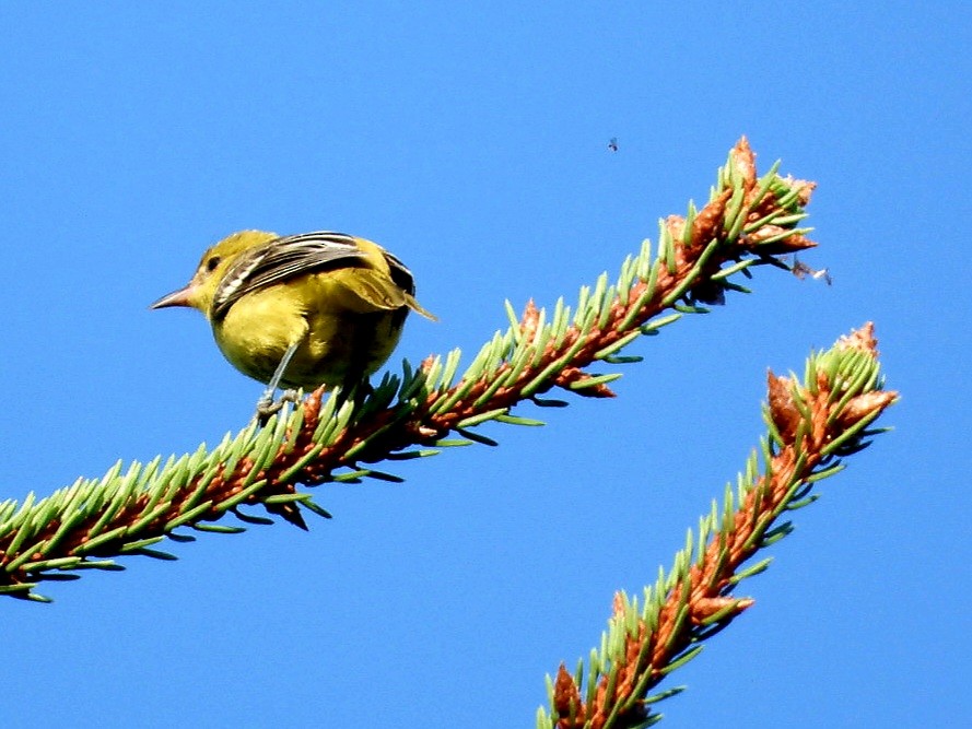 Orchard Oriole - ML608511866