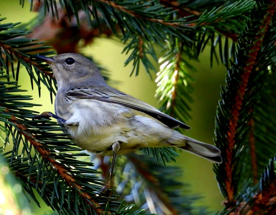 Cape May Warbler - ML608511869