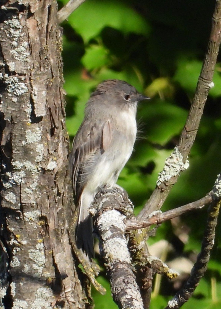 Eastern Phoebe - ML608511870