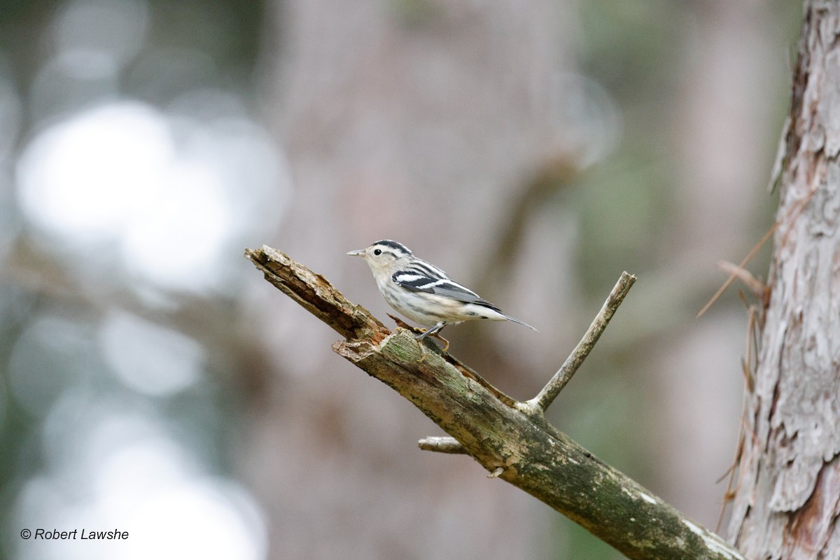 Black-and-white Warbler - Robert Lawshe