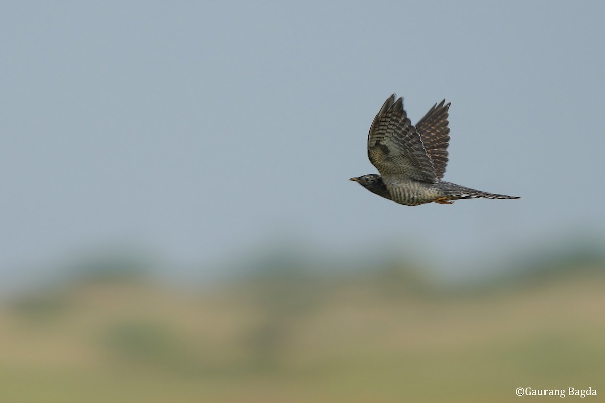 Common Cuckoo - ML608511947