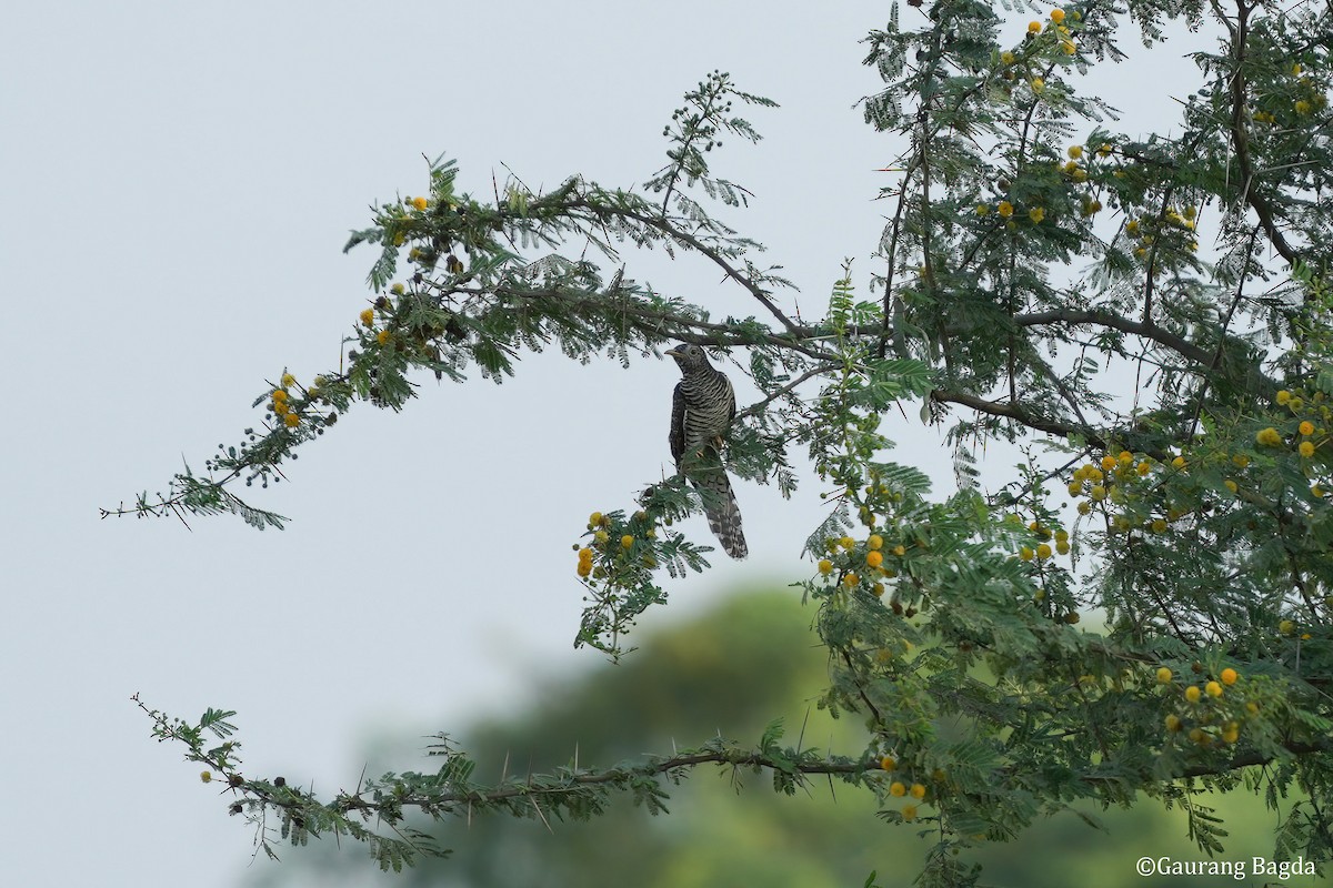 Common Cuckoo - ML608511949