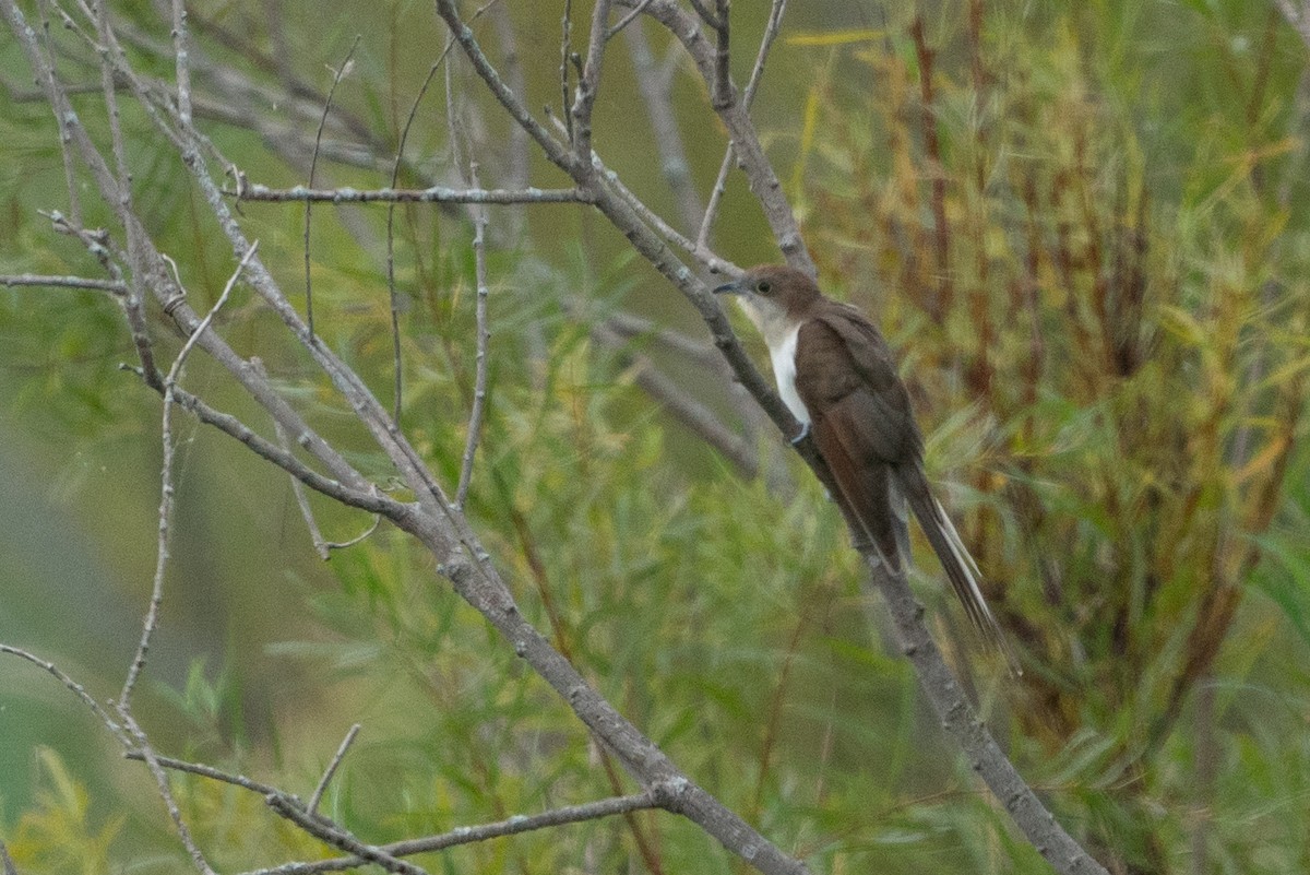 Yellow-billed/Black-billed Cuckoo - ML608511956