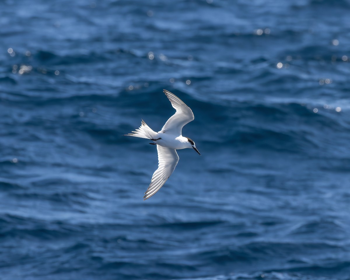 White-fronted Tern - ML608511972